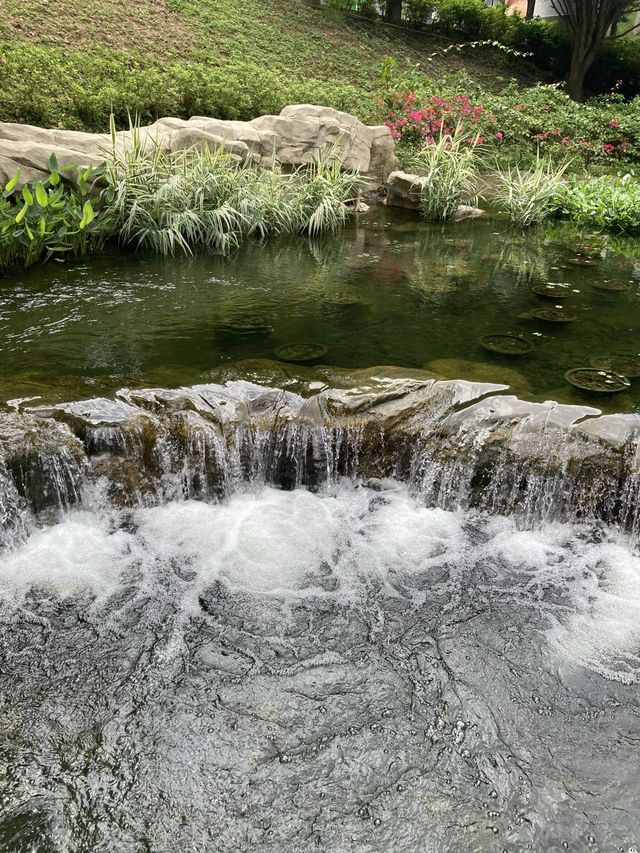 【市區散步好去處】香港公園｜欣賞小龜曬太陽。穿過大瀑布。登上鳥瞰角觀景台｜2小時散步路線