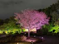 京都　SAKURA 桜めぐり❗️二条城のライトアップされた夜桜に感動❗️