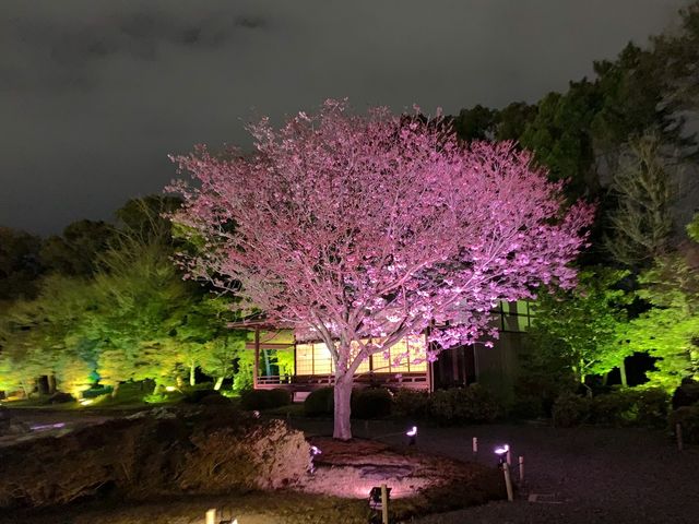 京都　SAKURA 桜めぐり❗️二条城のライトアップされた夜桜に感動❗️