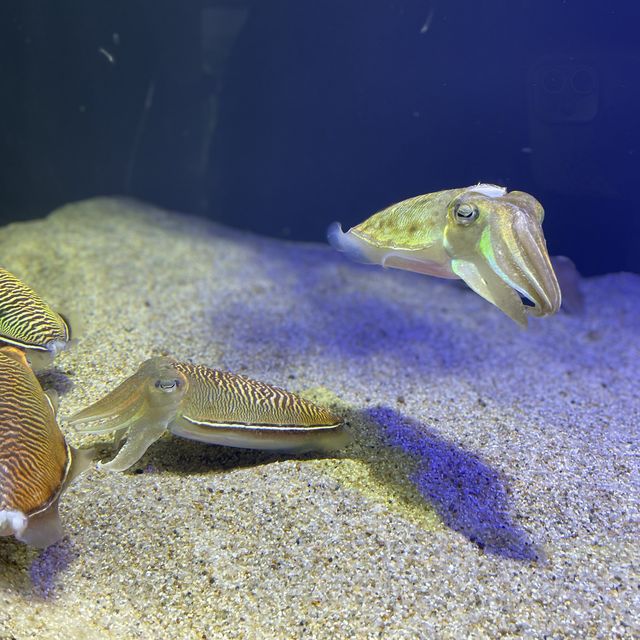 大きすぎず、まわりやすい！ゆっくりできる綺麗な水族館