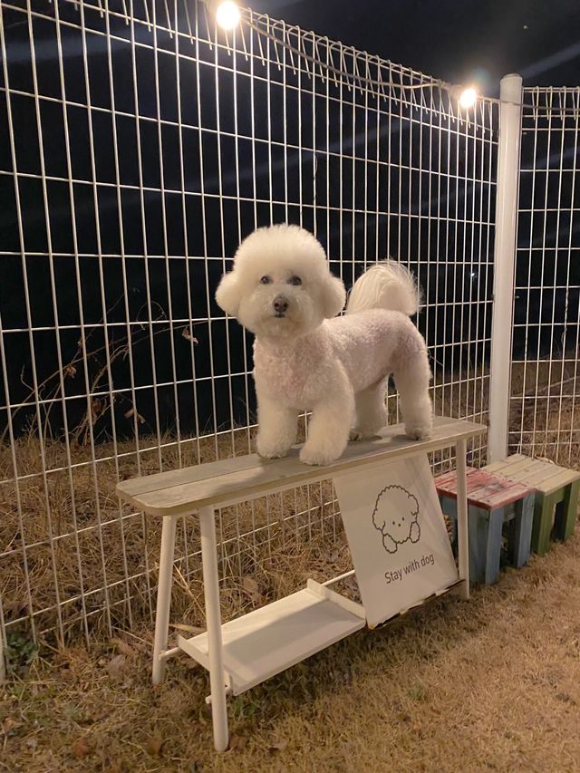홍천 애견동반숙소 강력추천
