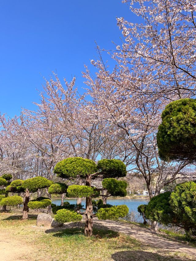 나의 인생 벚꽃 여행지🌸속초 영랑호💗