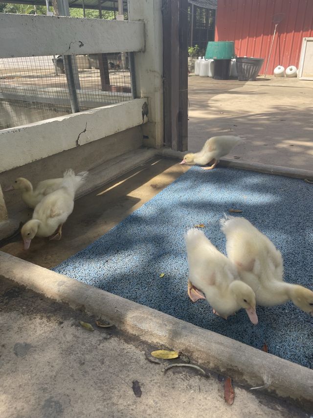 สวนผึ้งไฮแลนด์🦒🐇🦢