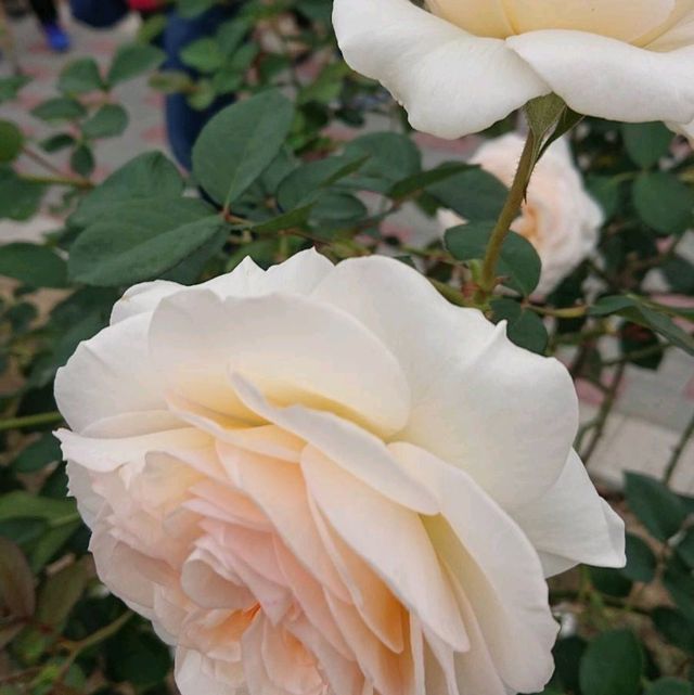 台北花博公園