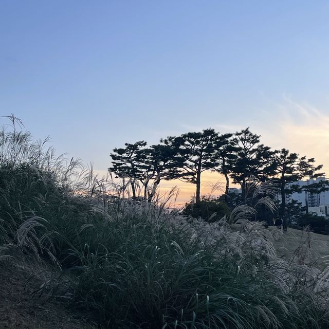 수원에서 즐기는 억새꽃구경