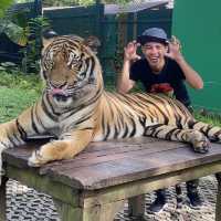 TIGER KINGDOM PHUKET