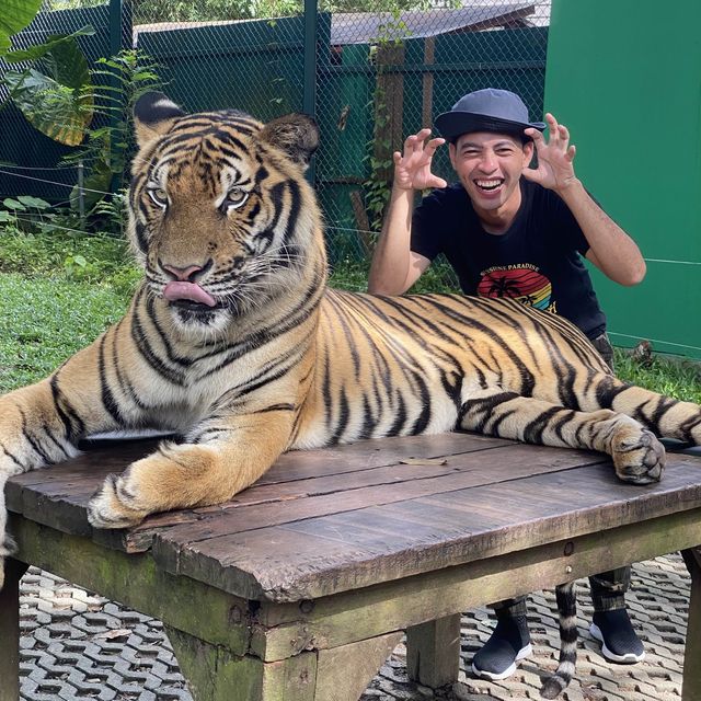 TIGER KINGDOM PHUKET