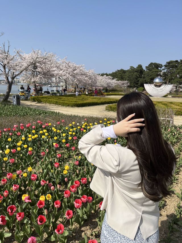 인파 뚫고 다녀온 4월의 강릉 벚꽃 Season! (경포호 및 경포대)