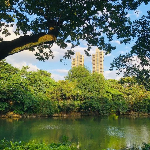 風光明媚🪷🌤Daan Forest Park 大安森林公園