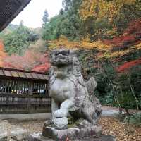 約3000本の樹林が色づく絶景