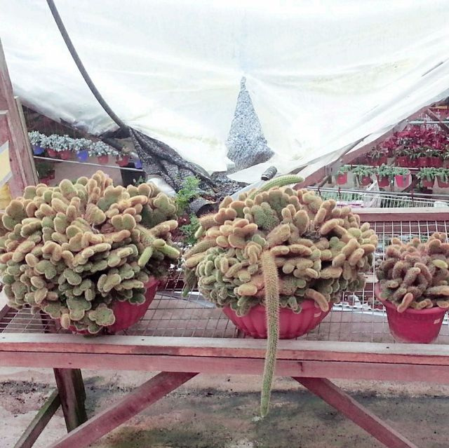 Cactus 🌵 Lover loved this! 😍