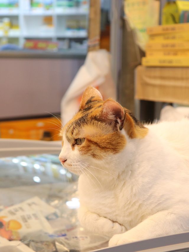 화려한 맛, 제주동문재래시장🐟🦀🦐