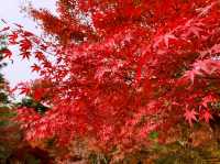 京都[紅葉めぐり]    　ー獅子吼の庭ー　宝厳院にて心を癒す