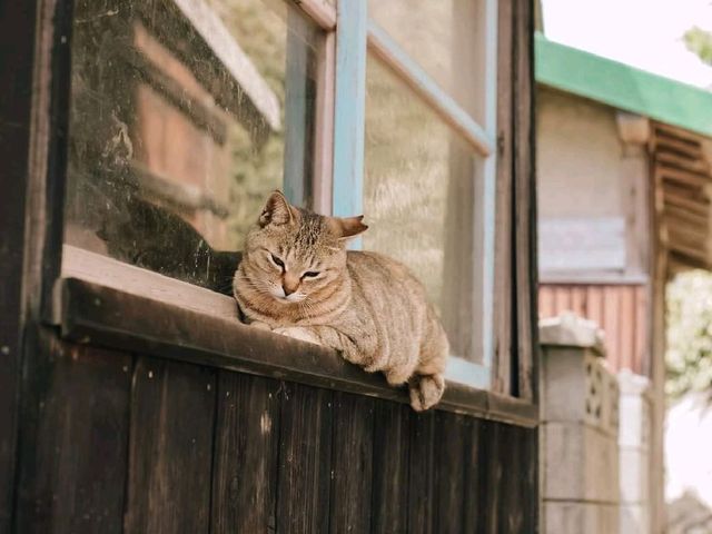 Aoshima Cat island (青島) เกาะน้องเหมียว😺