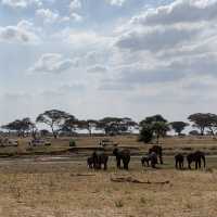 wildss at Ngorongoro 