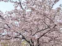 名城公園＆名古屋城でお花見🌸🌸