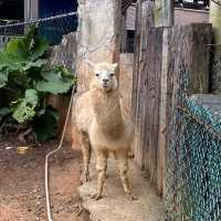 六福村樂園｜刺激的遊樂設施和可愛的野生動物，值得票價
