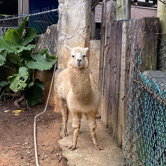 六福村樂園｜刺激的遊樂設施和可愛的野生動物，值得票價