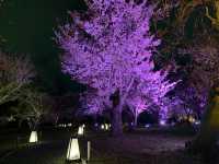 京都　SAKURA 桜めぐり❗️二条城のライトアップされた夜桜に感動❗️