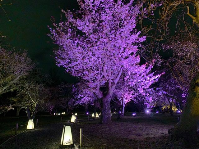 京都　SAKURA 桜めぐり❗️二条城のライトアップされた夜桜に感動❗️