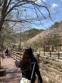 벚꽃 시기를 놓쳤다면 마이산으로🌸🍃