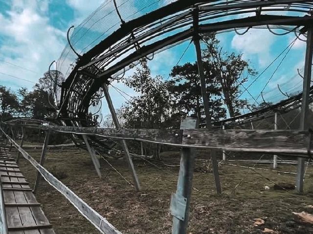 Pongyang Jungle Coaster Zipline Camp&Resort ⛰️⛰️