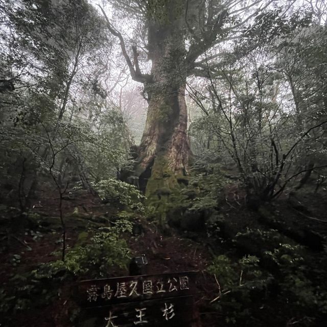 屋久島にある縄文杉は圧倒的な大きさ！😲