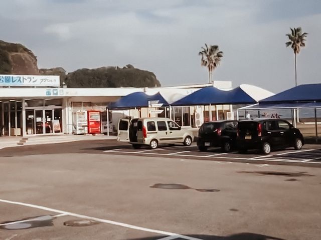 探店海中公園ACROPORA鹿角珊瑚🪸