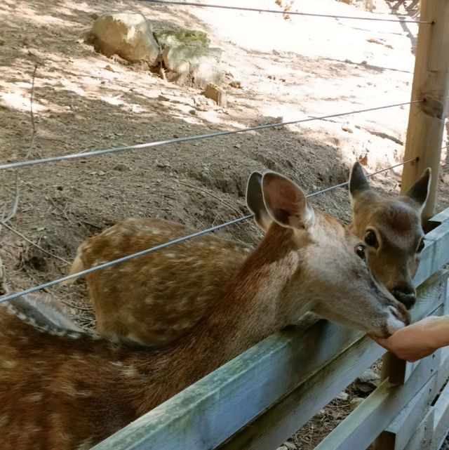 Day trip to Alpaca World