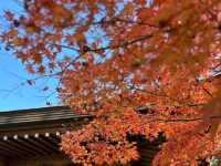 呑山観音寺🫶