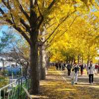 Yellow Tree in Autumn 