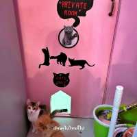 Neko Cat Cafe Phuket คาเฟ่น้องแมว ไอ้ต้าวอ้วนนน