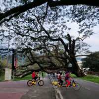 Century-old Raintrees Walk 