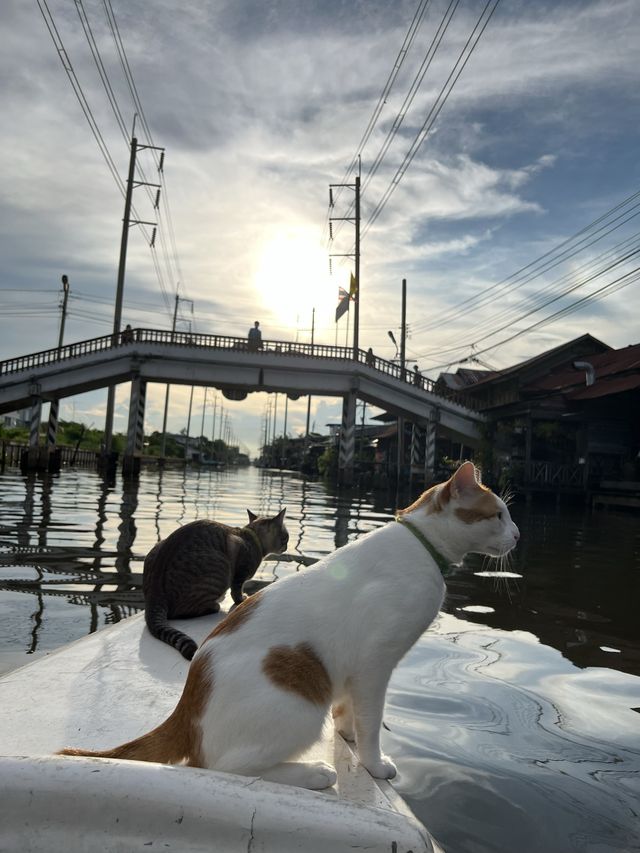 ที่พักหลักร้อย ย้อนวัย ปล่อยใจไปกับแมว