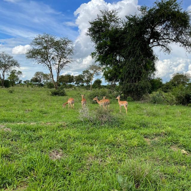 National park Tanzania