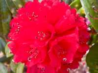 🌺🌸🌼FLOWERS ON THE HIGHEST PEAK🌼🌸🌺