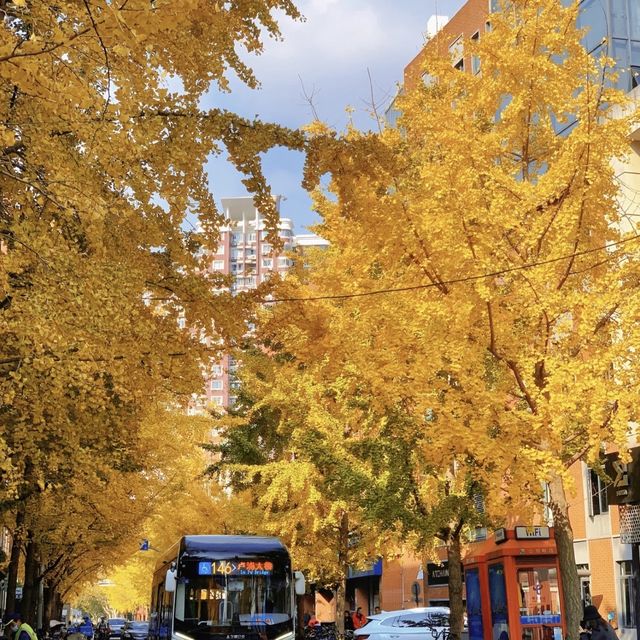 Gingko yellow | Enjoy a ginkgo rain on Shangh