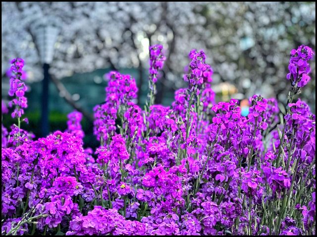 Shanghai Spring season 🌺 