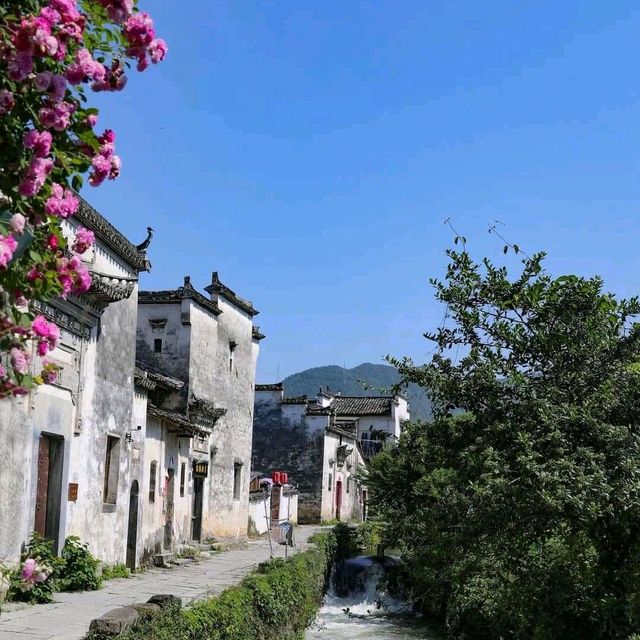 鲜花小镇：黄山屏山村