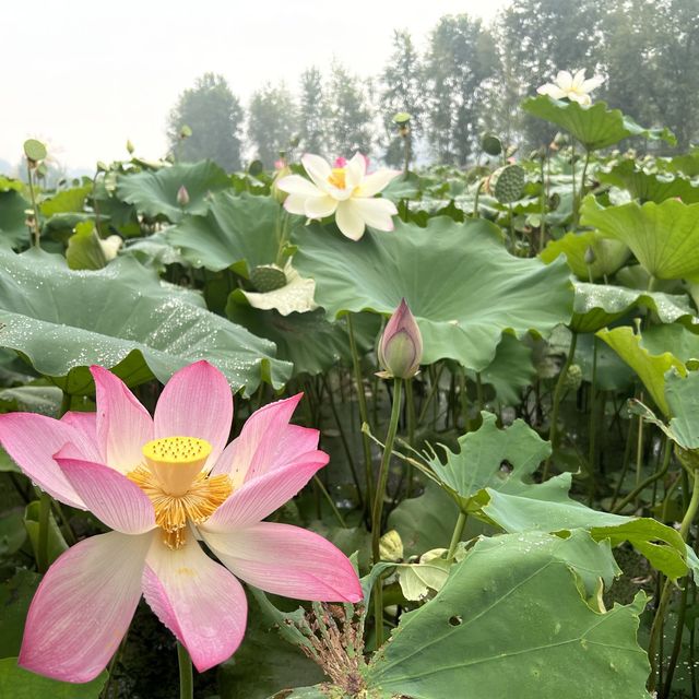 環中國騎遊（第二十八天）