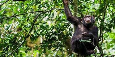 The 3 Day Chimp Tracking in Kibale