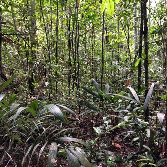 living in the world’s largest rainforest 