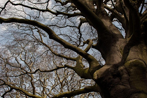Tremendous trees (Family event) NWT Foxley Wood | Norfolk Wildlife Trust Foxley Wood