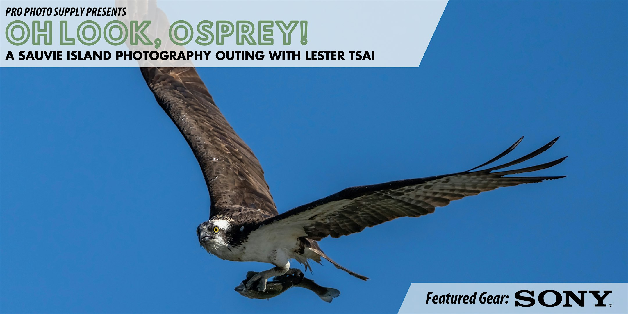 Oh look, Osprey! with Lester Tsai | Warrior Rock Lighthouse Point Trailhead