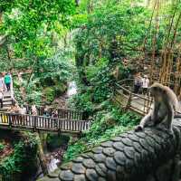 MONKEY FOREST AT