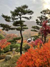 가을 단풍 맛집 :: 화담숲🍂🤍