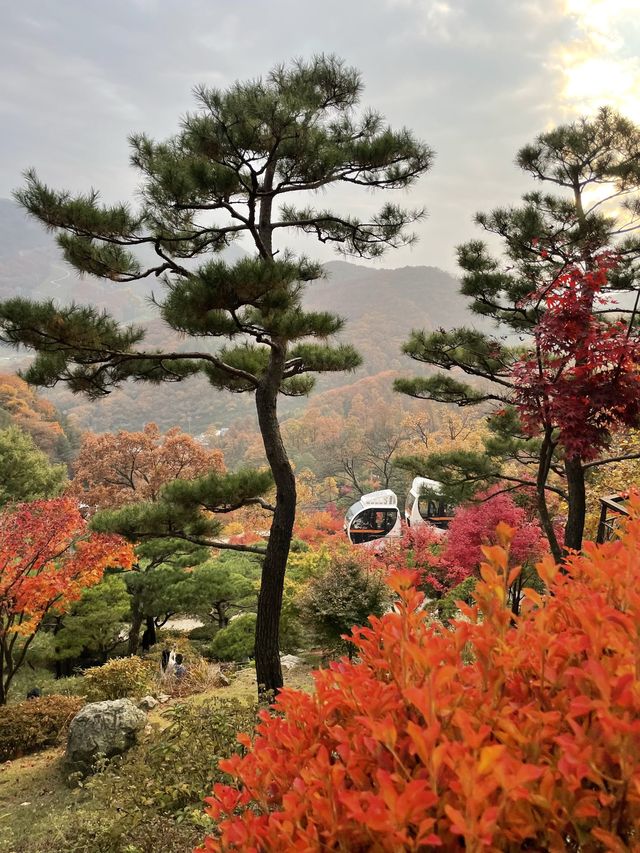 가을 단풍 맛집 :: 화담숲🍂🤍