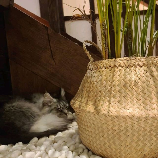 新竹招財咖啡~享受被萌貓包圍😻❤