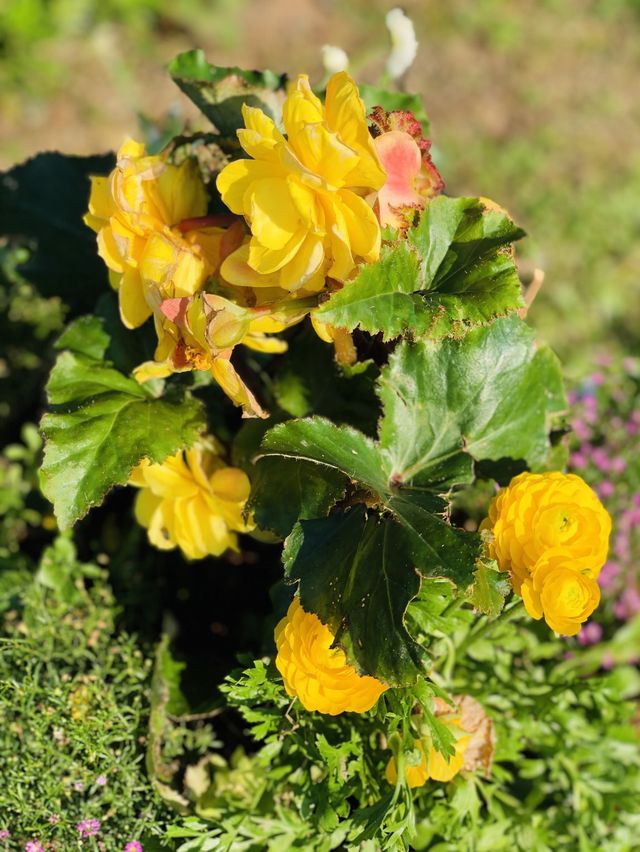 🌻🌼夢幻花園🌺🌸台北玫瑰園🌹🌷Taipei Rose Garden