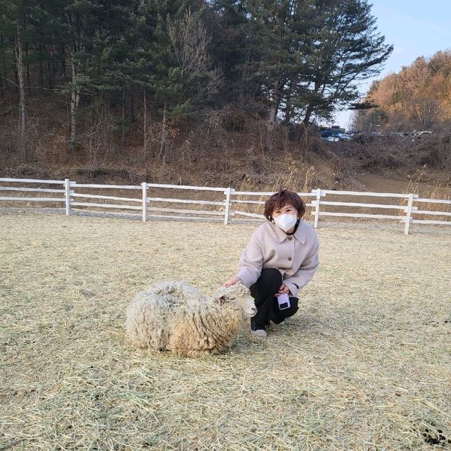 가평양떼목장 양.알파카 먹이주기 체험